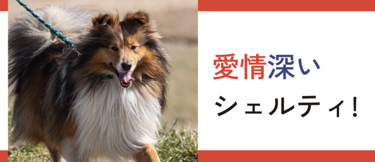 優しいシェルティ大好き！